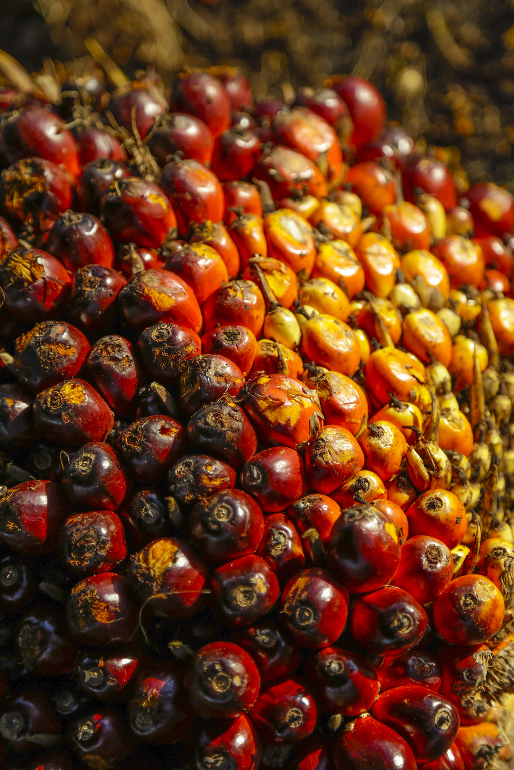 saw palmetto