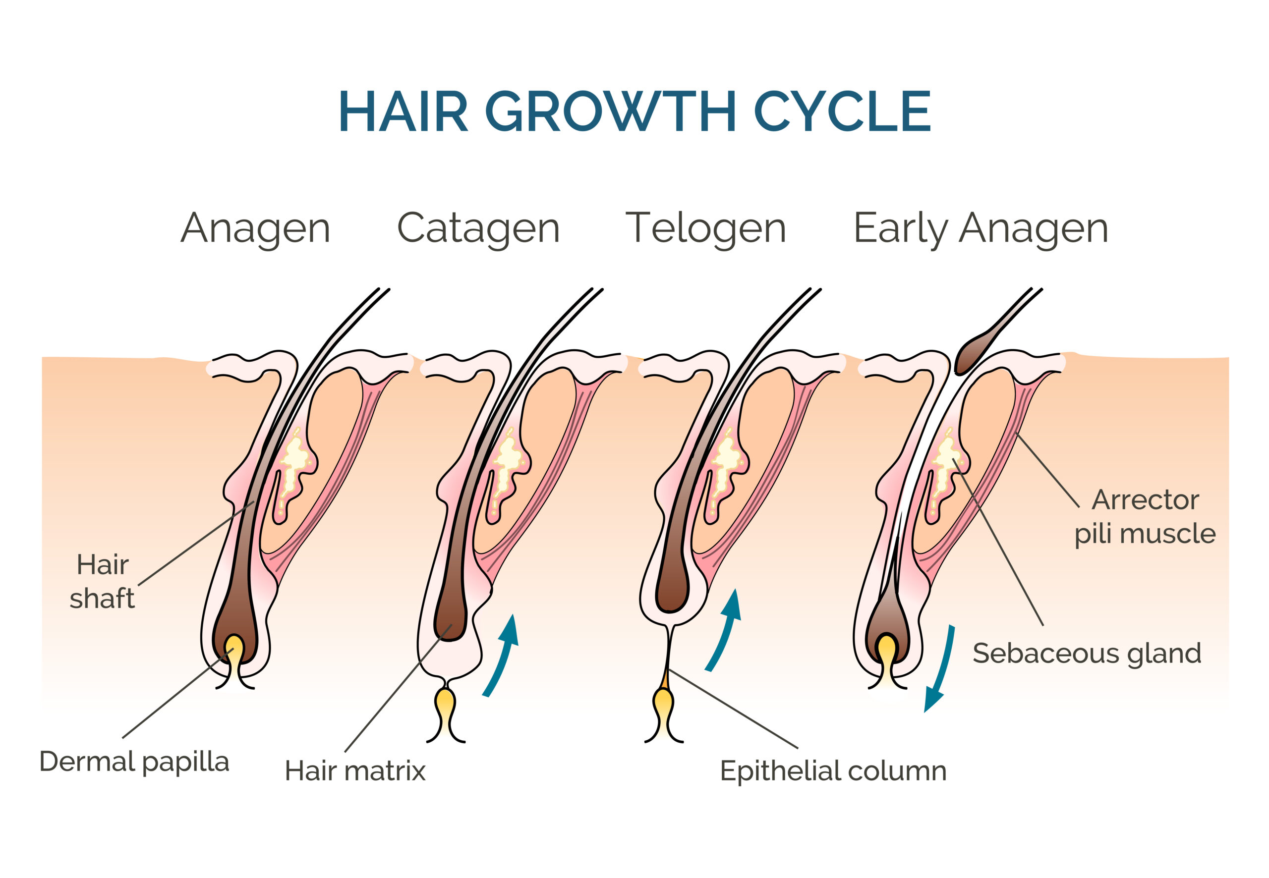Home 35 phases of hair