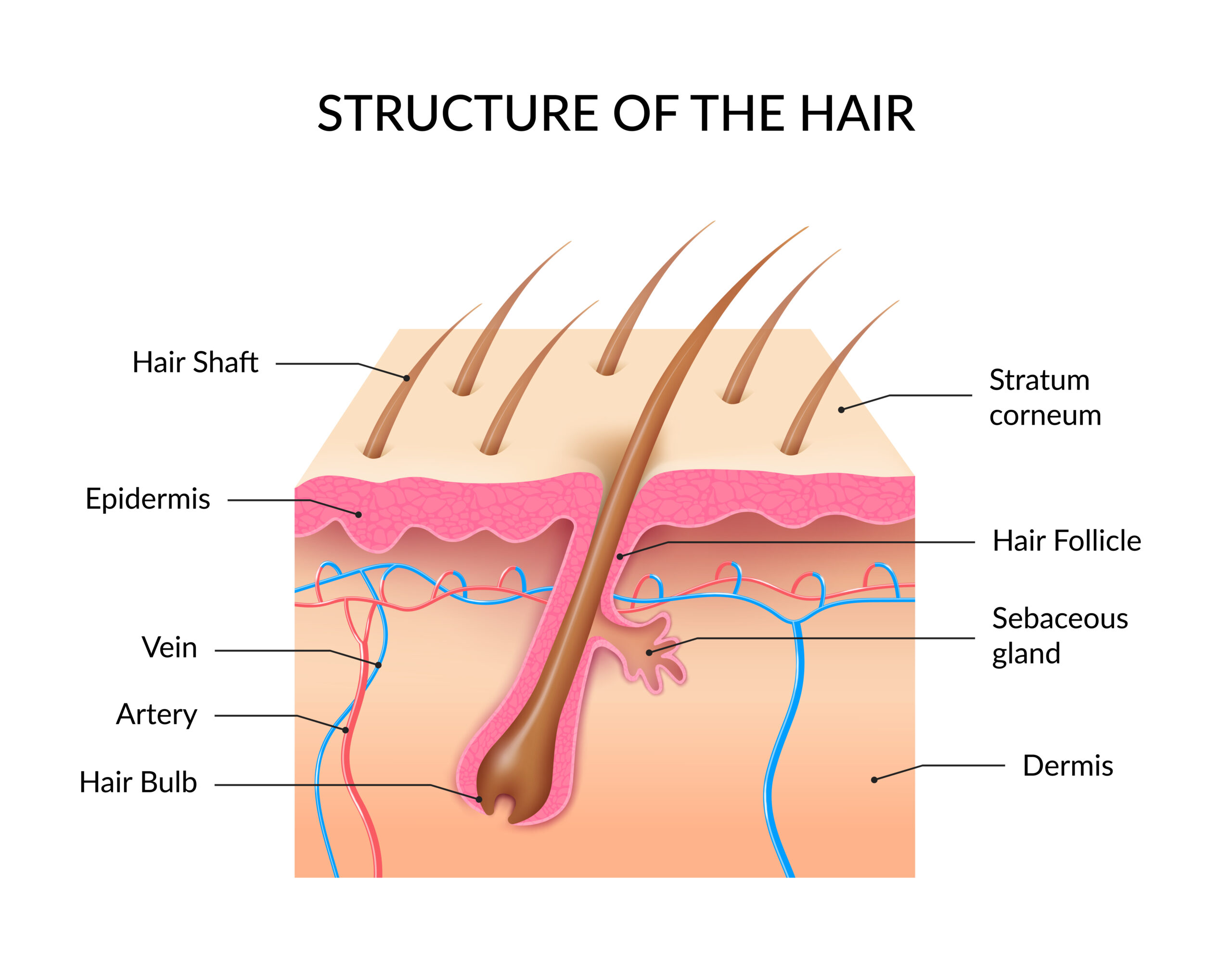 Hair Follicle Secrets for Stronger Hair (2025) 1 Hair Follicle